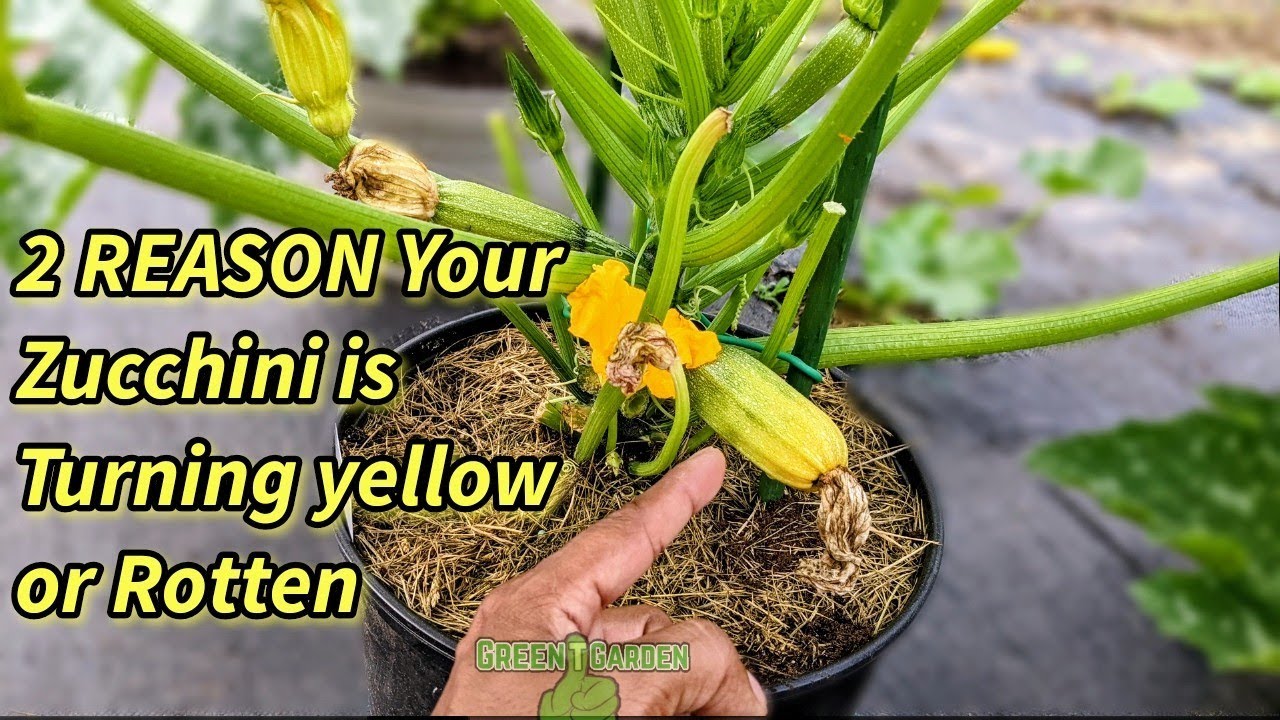 2 Reason Why ZUCCHINI Turning Yellow and Rotten |  How to fix super easy | #zucchini #squash