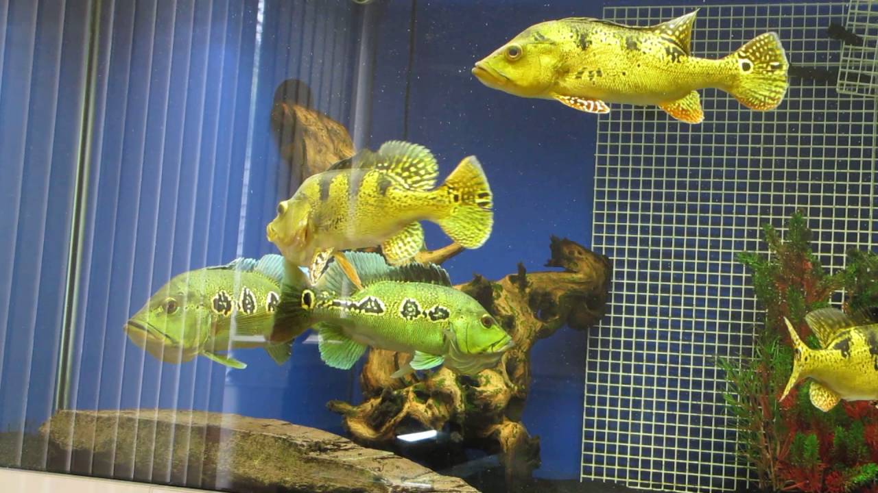 peacockbass for sale uk