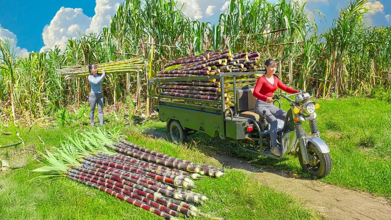 Using a 3-Wheeled Vehicle to Harvest Lots of Sugarcane and Sell to Villagers | Phuong Harvest Life