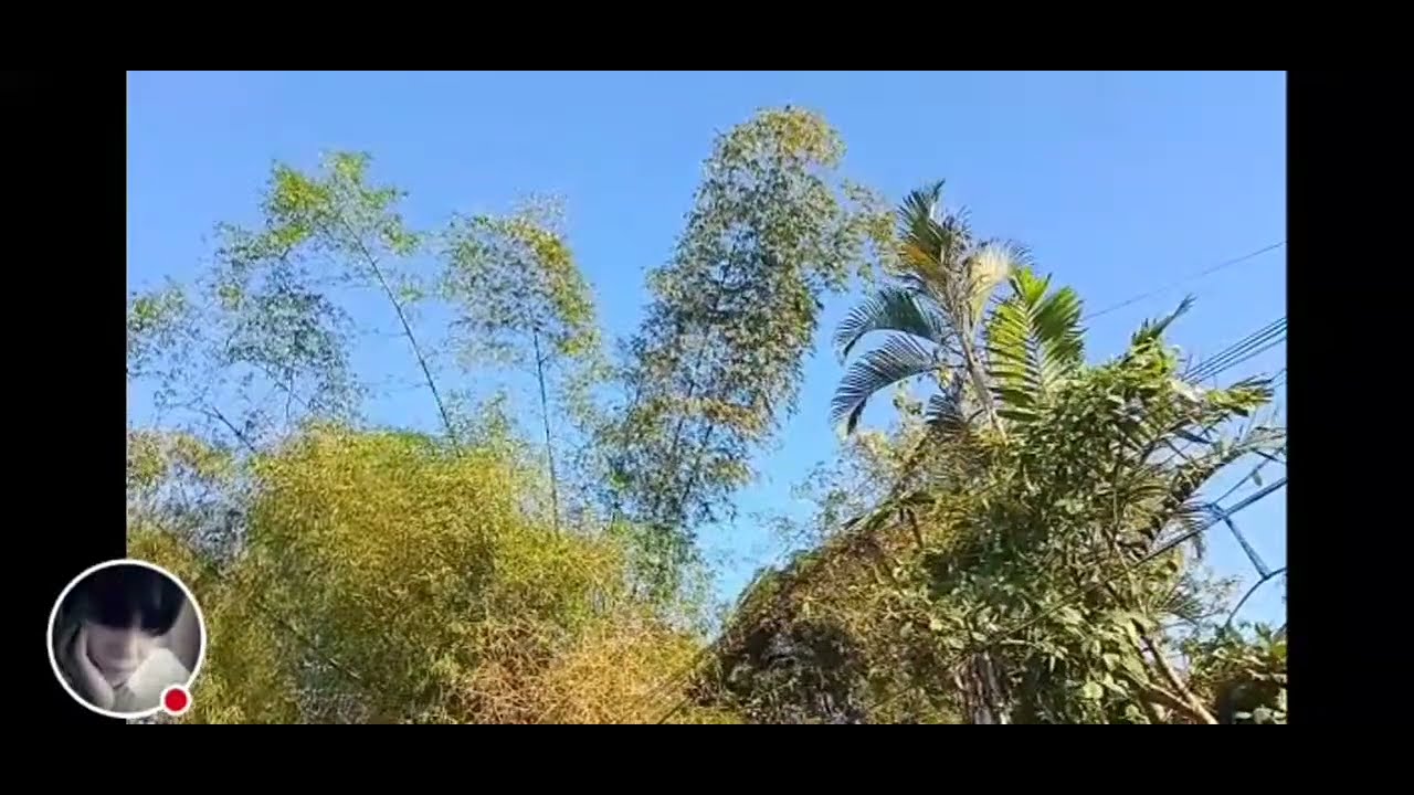 Merlie Mix Vlog is live! Bamboo Tree