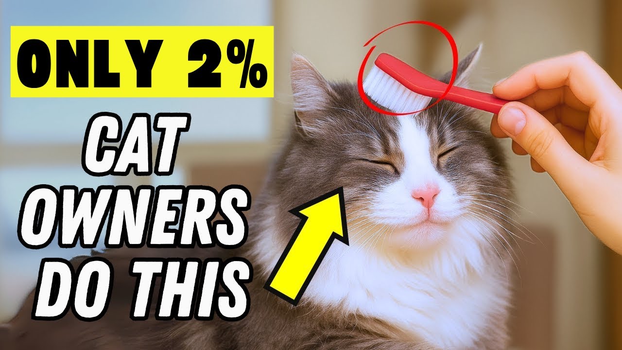 Are You Missing What Your Cat Really Needs?🐱