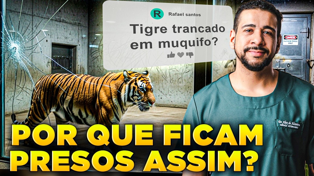 Tigre em Espaço Pequeno É MAUS TRATOS?