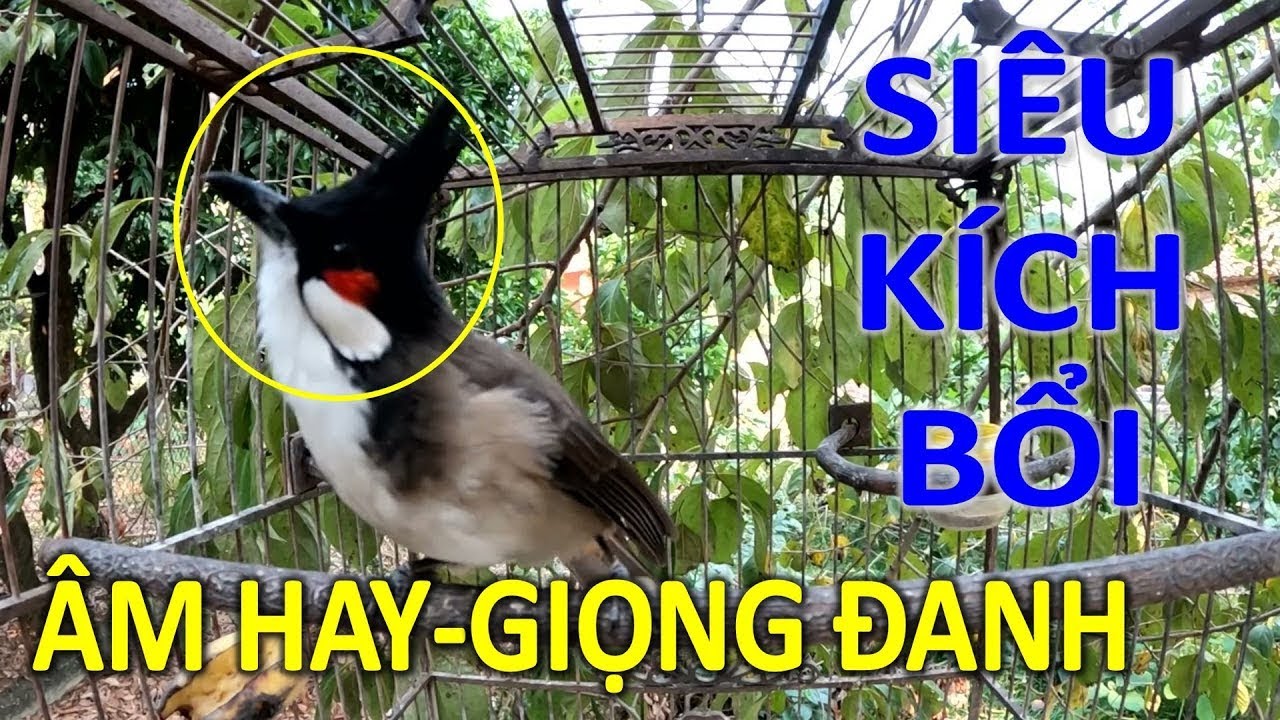 Luyện chào mào hót sáng Luyện giọng chào mào hót hay mỗi ngày,