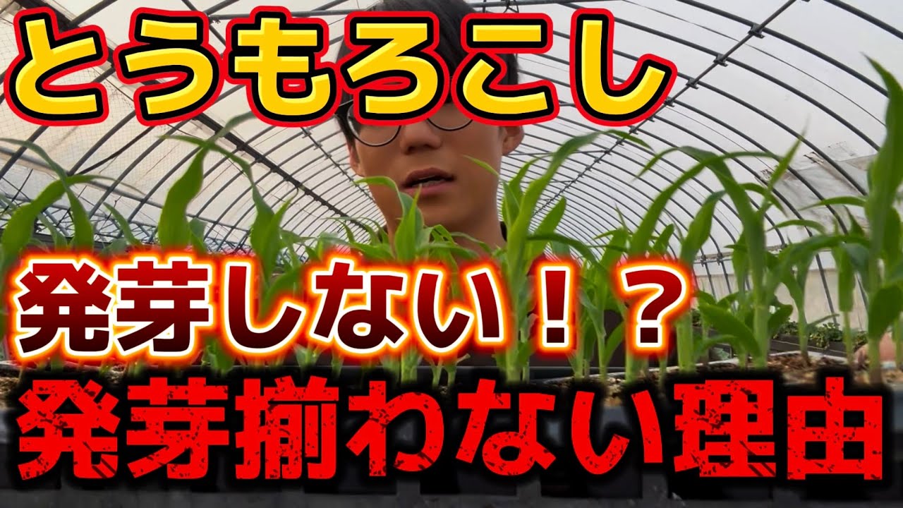 【とうもろこし】発芽しない理由は○○だった！！発芽が揃わない理由を詳しく解説します