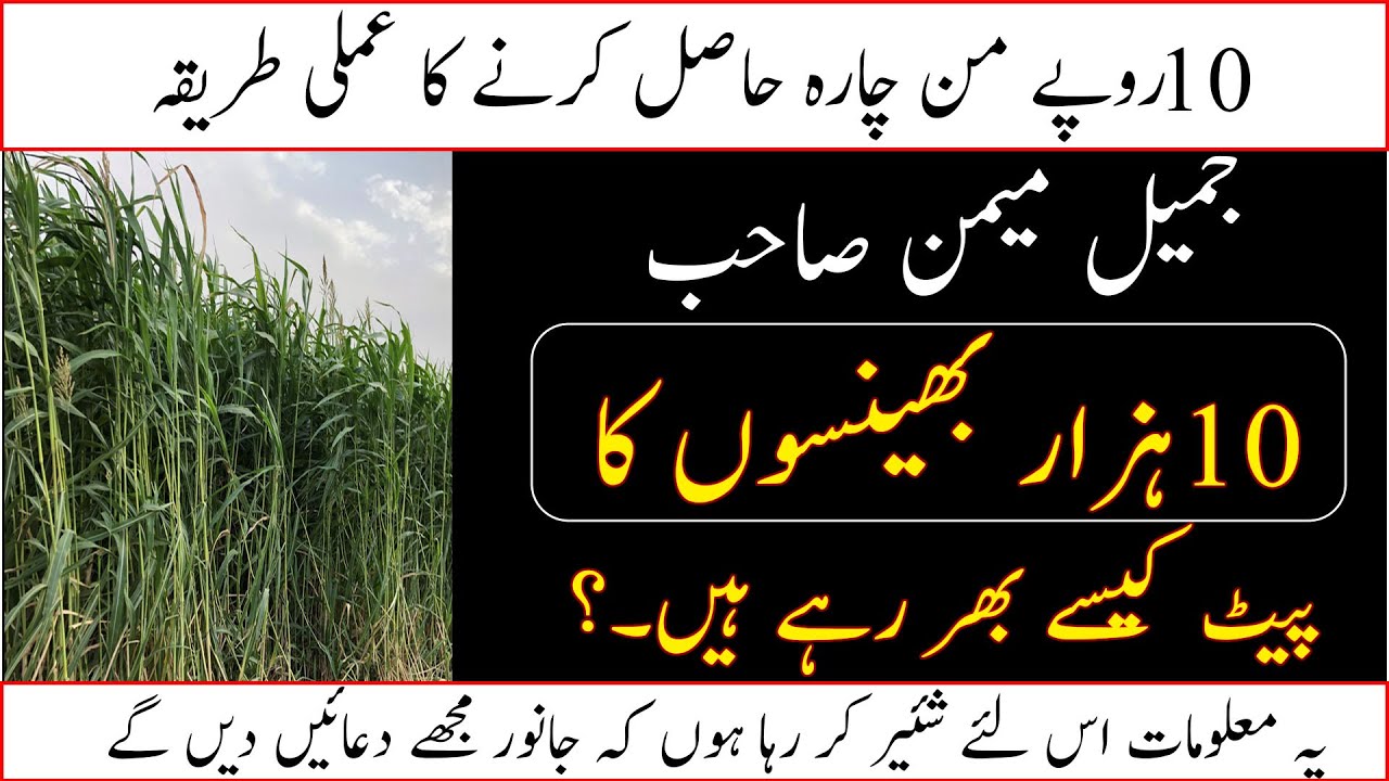 King Grass fodder in Pakistn|How to produce low cost fodder|Jamil Memon a imal feeding plan|کنگ گراس