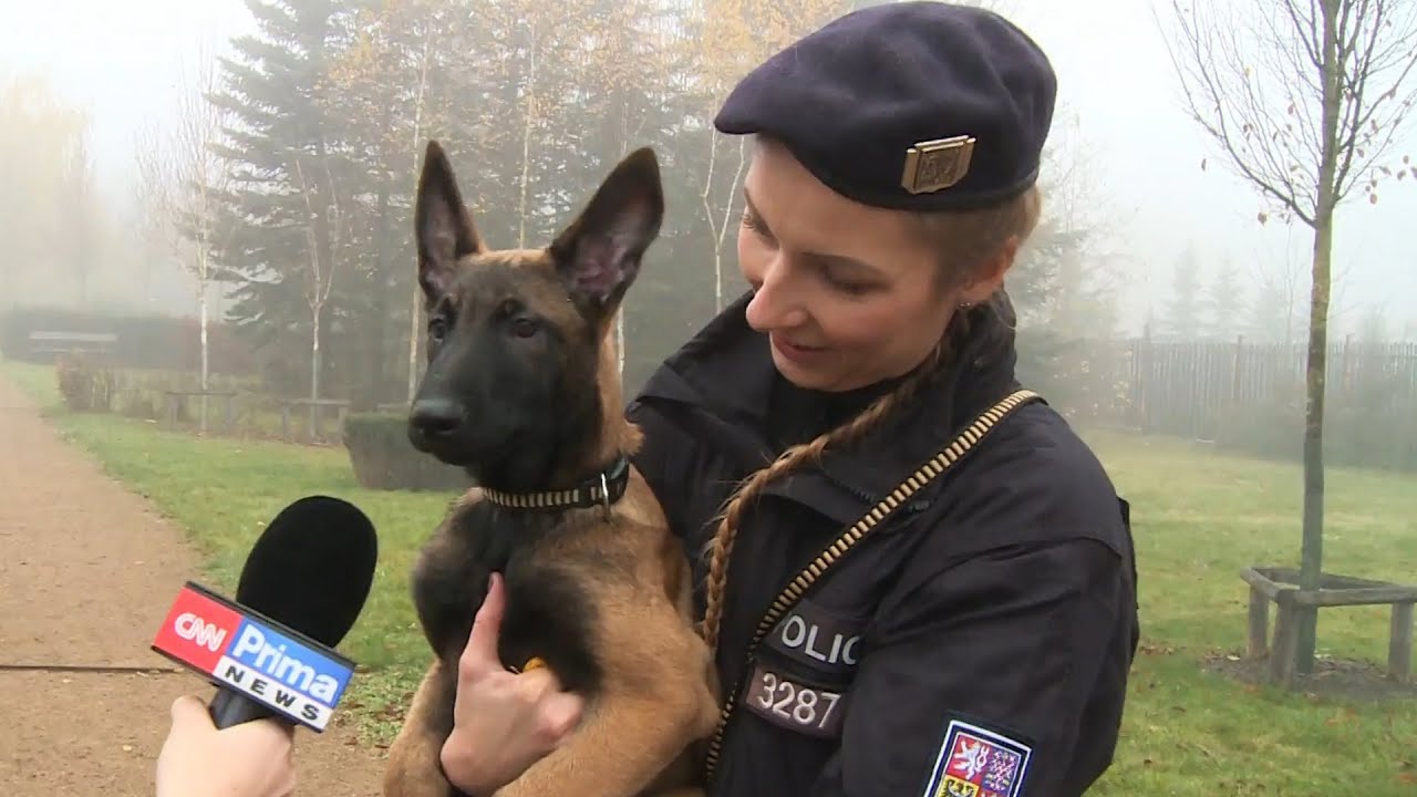 Kladenská policie má novou posilu, budoucí postrach zlodějů. Tříměsíční Kim už se zaučuje