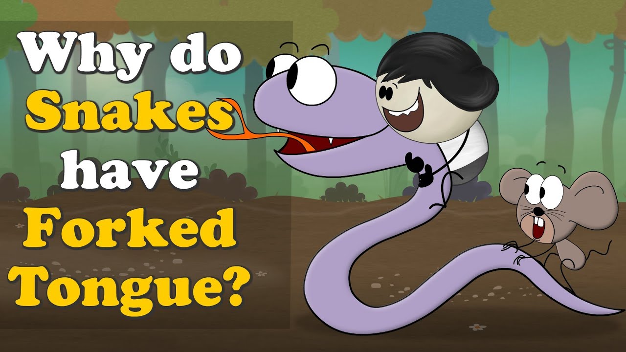 Why do Snakes have Forked (Split) Tongue? + more videos | #aumsum #kids #education #children
