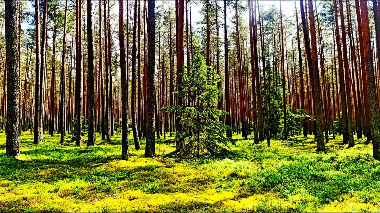 Целебные звуки природы 🌿 Внутреннее спокойствие и безмятежность 🌿 Пение лесных птиц