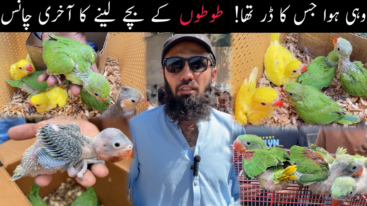 Lalukhet Exotic Birds Parrots Chicks Market Sunday Video Latest Update 5-4-2026 in Urdu/Hindi