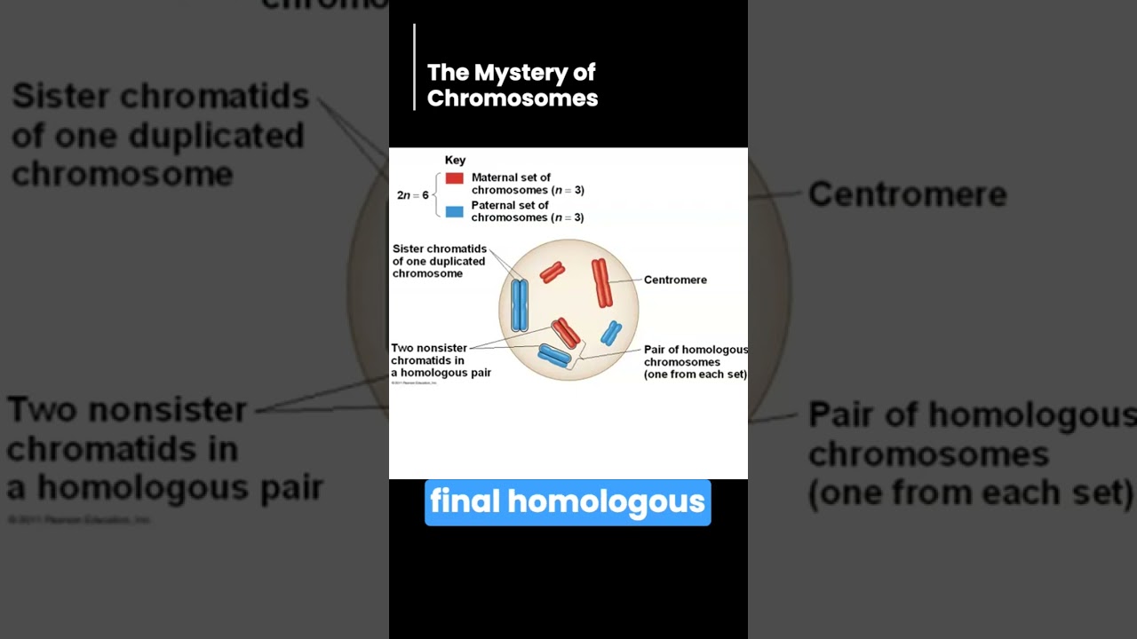 Chromosomes: Homologues or Sister Chromatids?