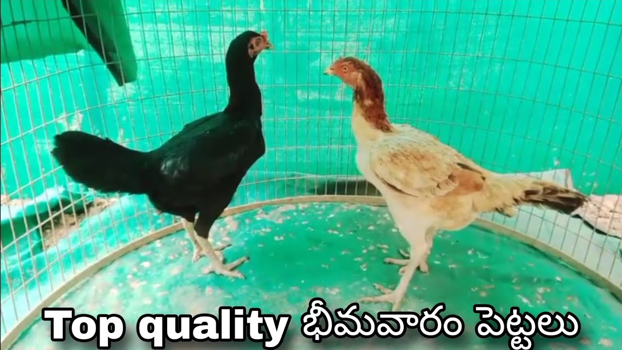 #KVR BREEDES#9866771289#bhimavaram chicks#peru cross chicks#chicks#patta punjulu#birds#chicken#viral
