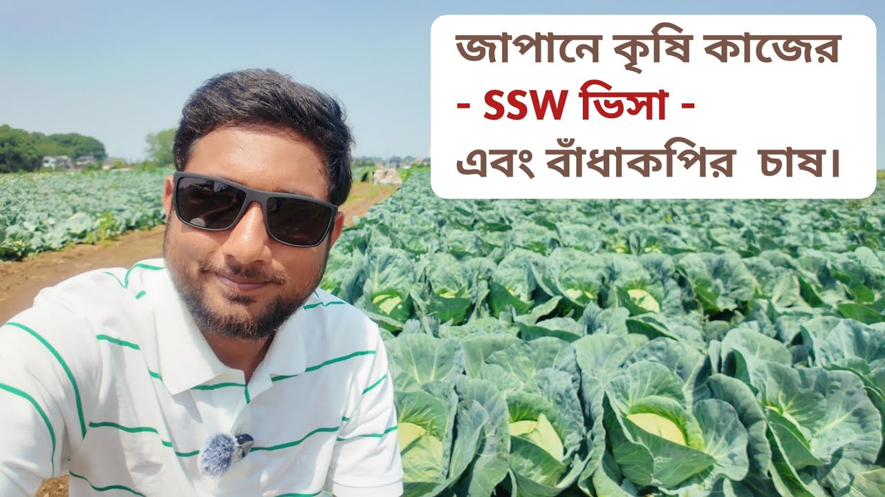 জাপানে কৃষি কাজের ভিসার সেলারি 🇯🇵 SSW Visa শাকসবজি চাষ।Vegetable farming. #ssw #job #japan #farming