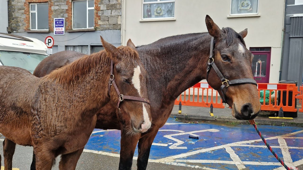 Castleisland Horse Fair. 1st November 2022.