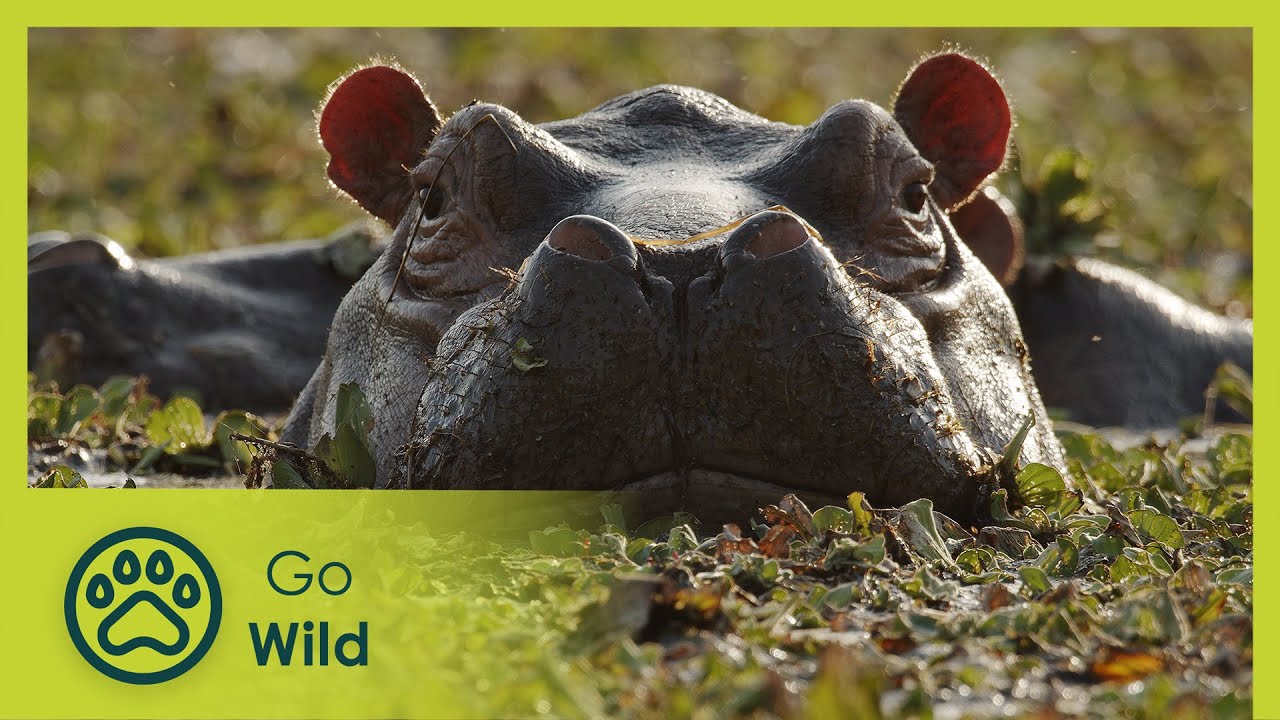 Island of the Hippos - Go Wild