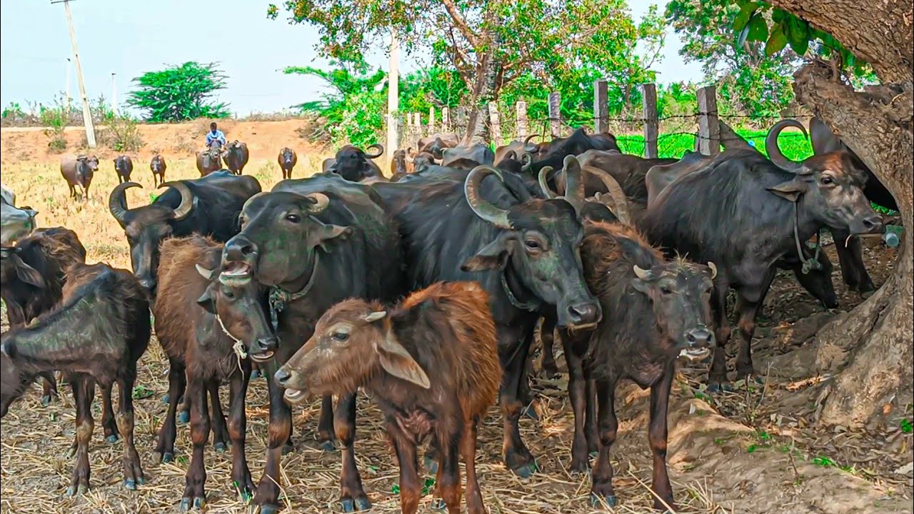 Day 2 Buffalos try to fighting eating place 