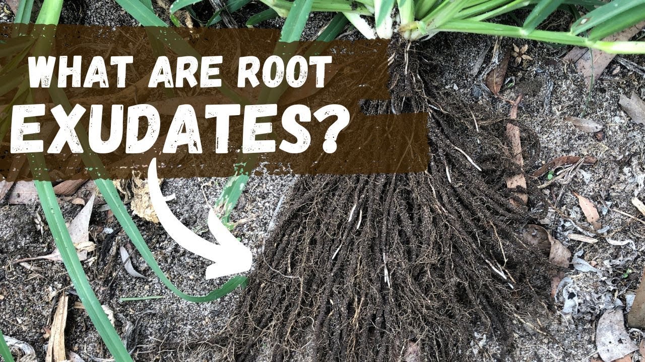 What Are Root Exudates? | Regenerative Agriculture