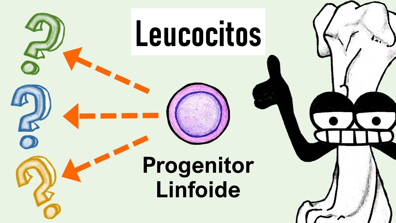 Células Linfoides | Células NK, Linfocitos y más Linfocitos