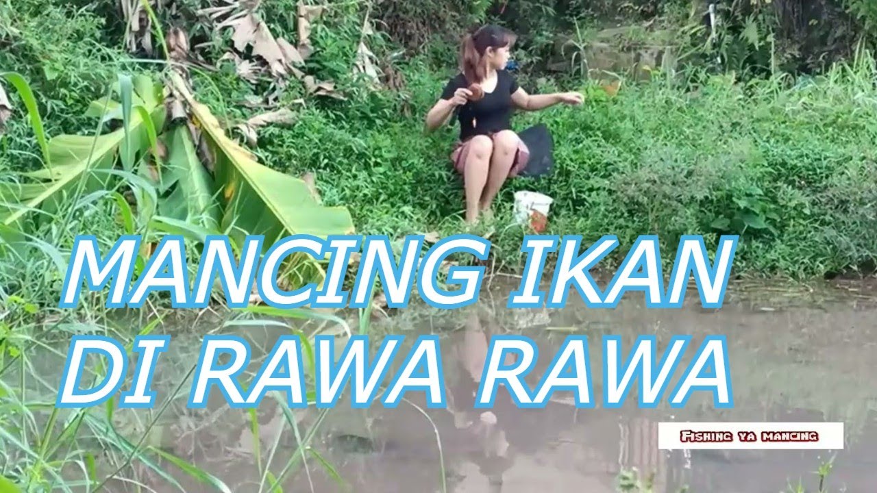 cewek cantik mancing di rawa rawa ! fishing ya mancing