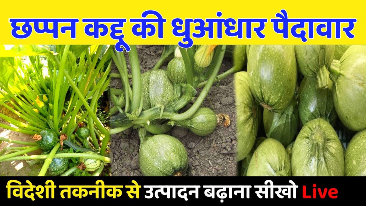 पैसे की खेती 🔥Chhappan Kaddu Ki Kheti Kaise Kare 2026 | 56 Pumpkin Farming Full Guide in hindi 