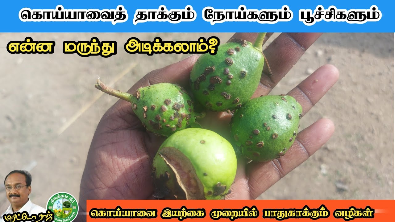 கொய்யாவை இயற்கை முறையில் பாதுகாக்கும் வழிகள்|| நோய், பூச்சி கட்டுப்பாடு #brittoraj 9944450552