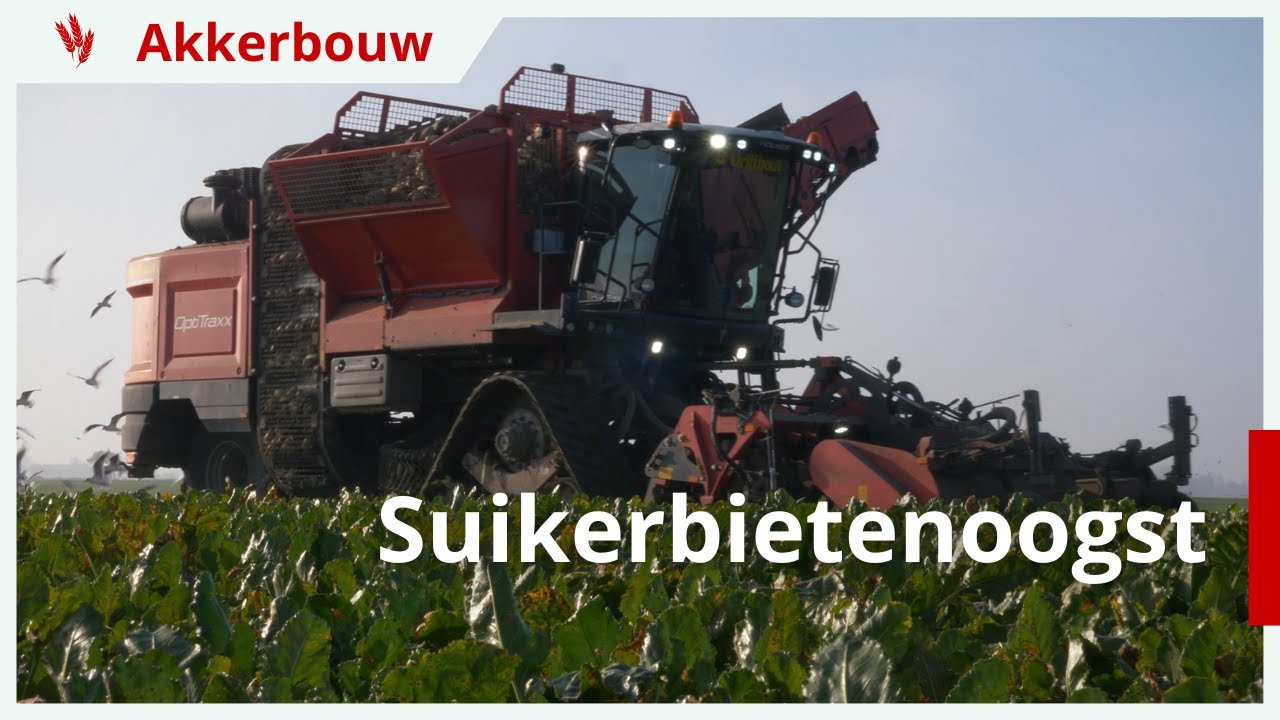 18% suiker in suikerbietenoogst