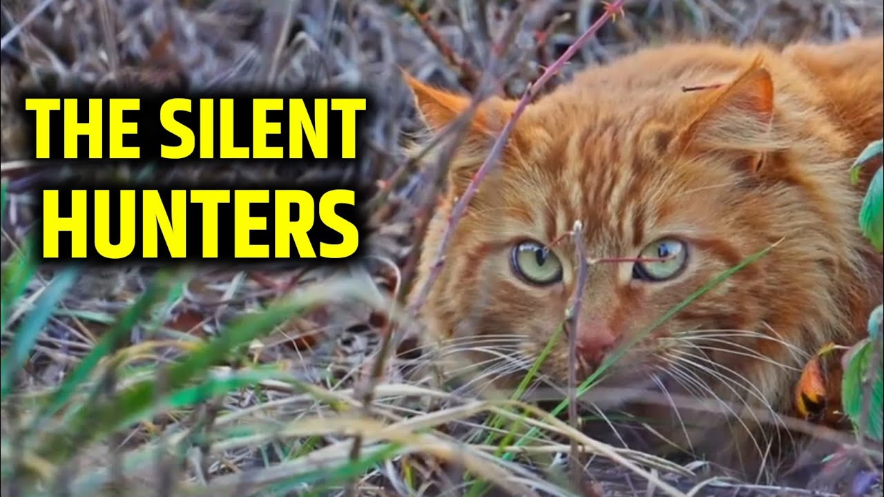 The Silent Hunters  | The Paw Time USA #cat #kitten #kitty 