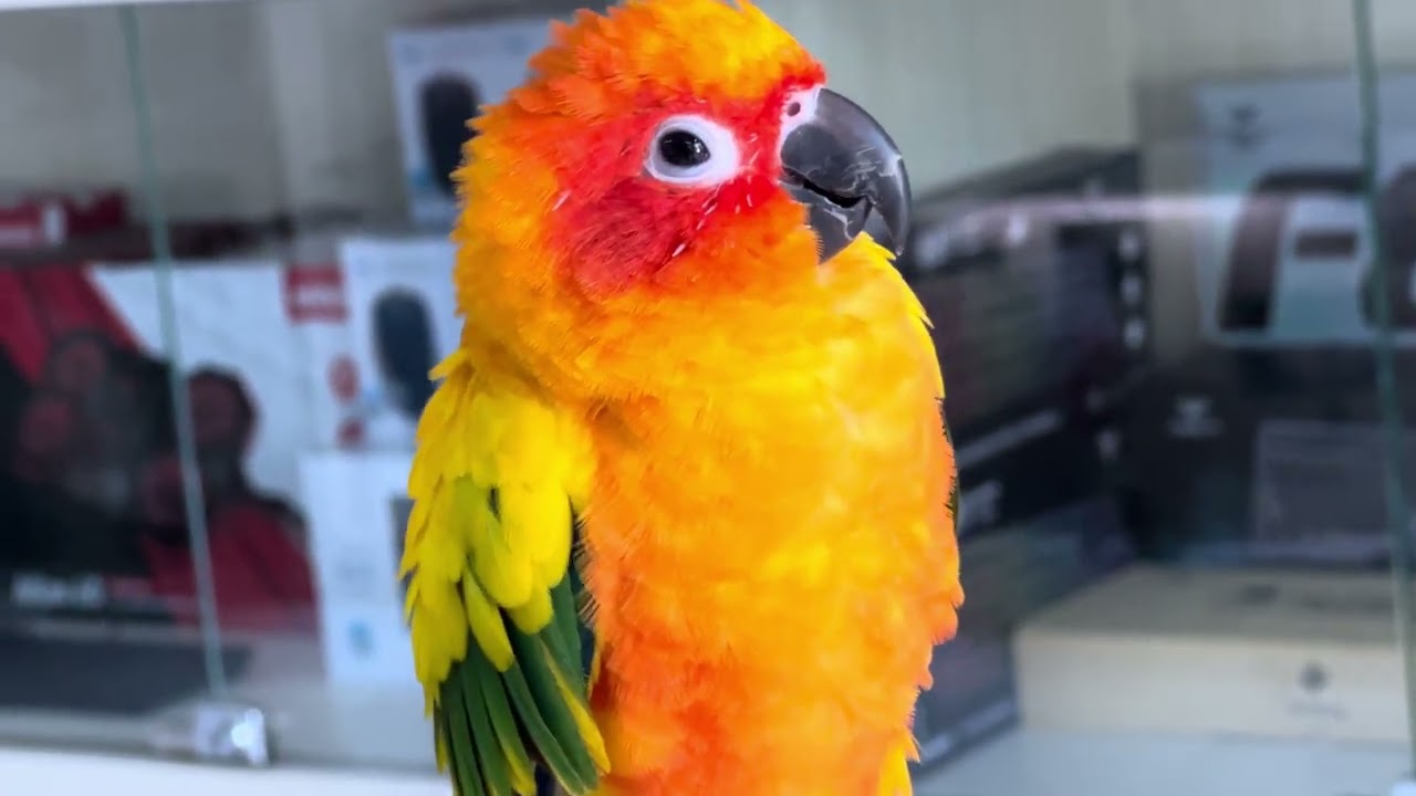 Parrot Julie sleeping well 