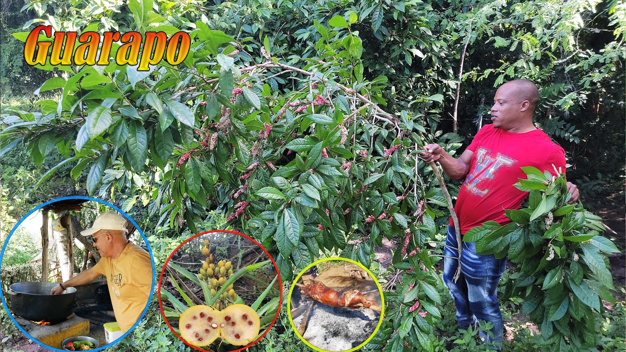 Conoces estas frutas como se llaman o la comiste en tu campo?, La vida del campo
