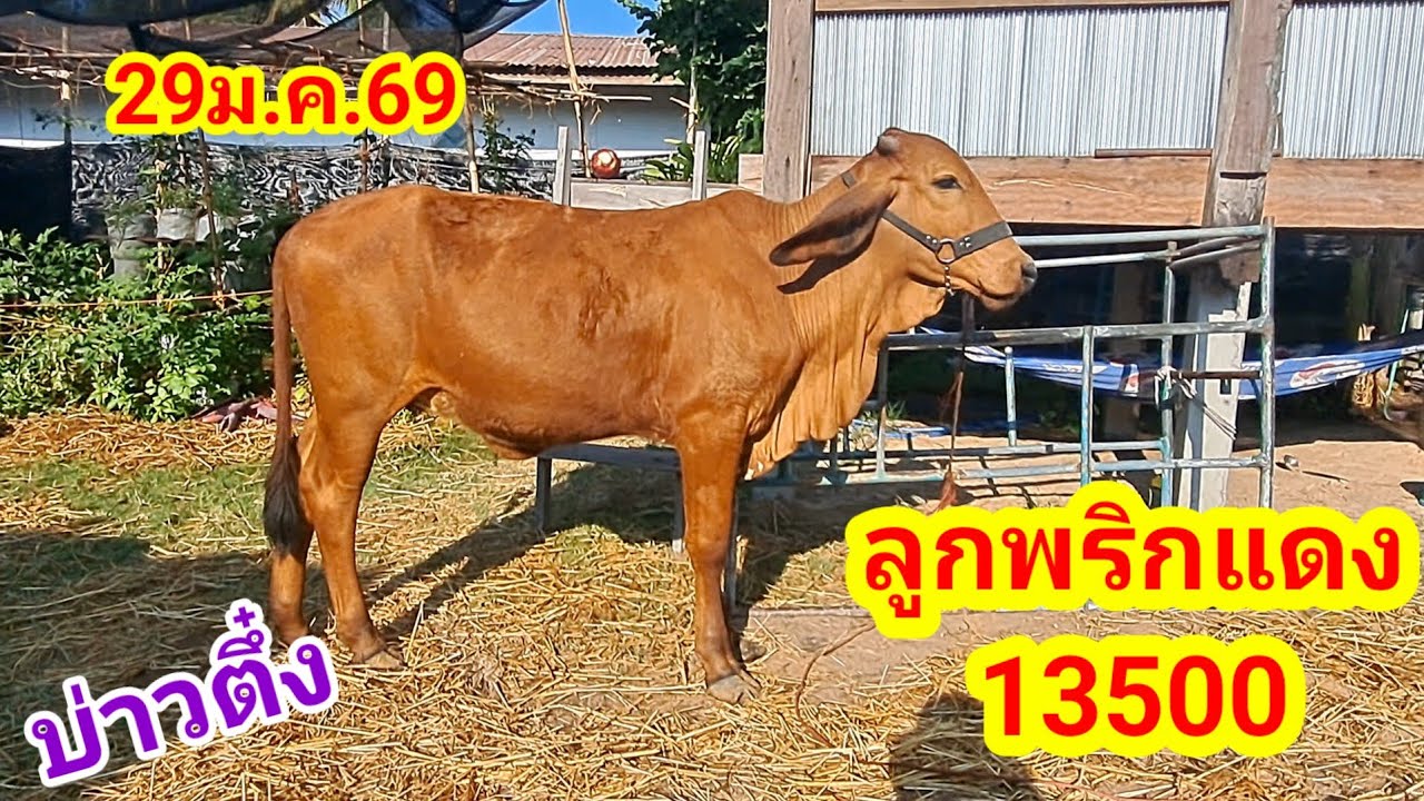บ่าวตึ๋ง 080-188-5110 บ.นาหว้า อ.ปทุมราชวงศา จ.อำนาจเจริญ/29ม.ค.69