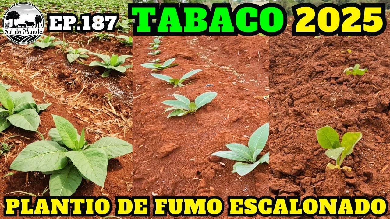 ✅ LAVOURA DE TABACO ESCALONADA 2025