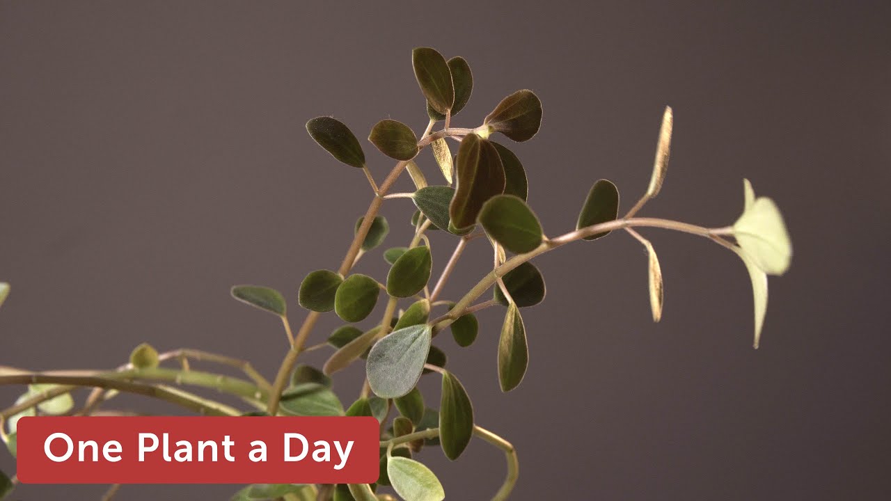 Peperomia blanda Houseplant Care &mdash; 257 of 365