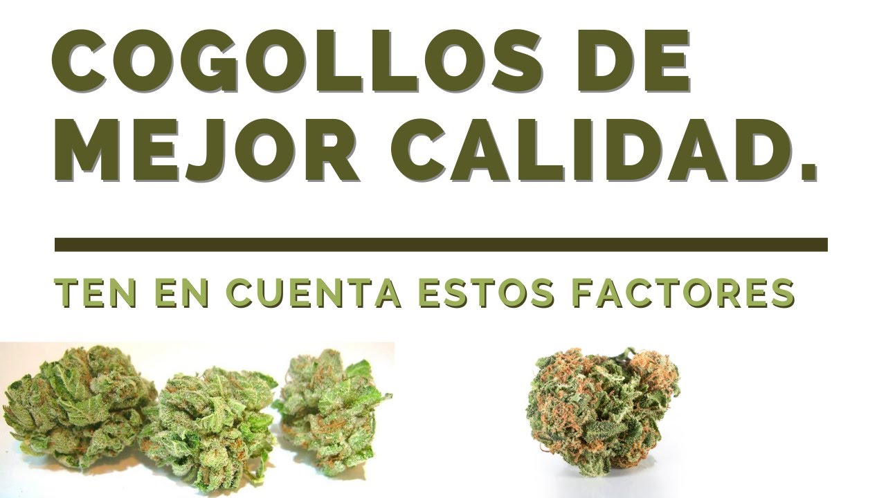 ≫ Como lograr tener cogollos de marihuana gordos ✅