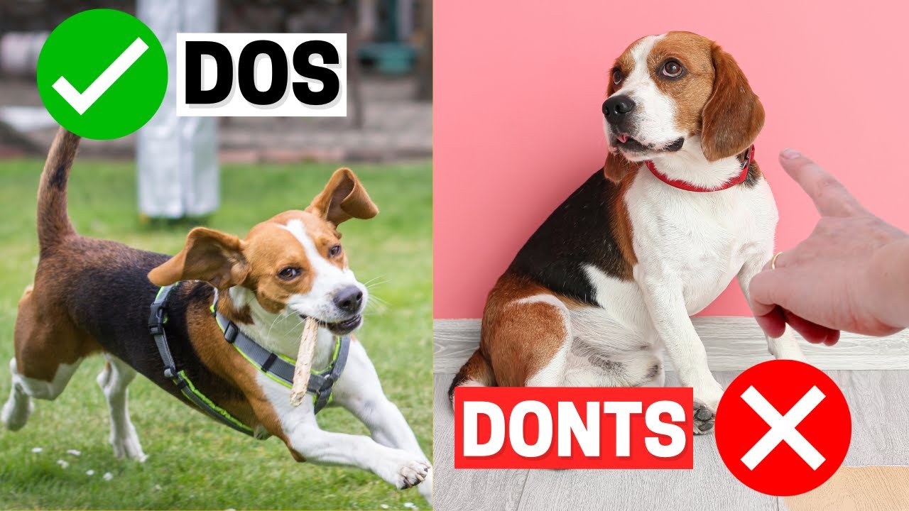 Do's and Don'ts of Owning a Beagle