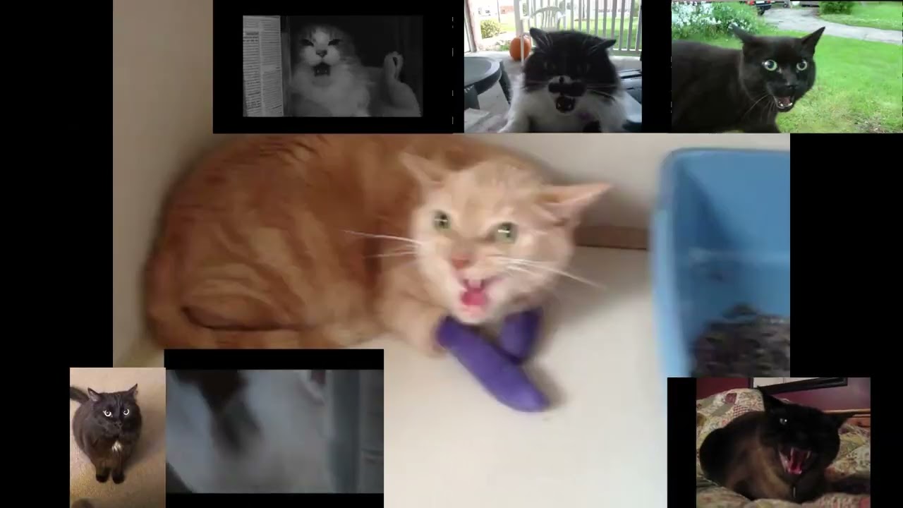 Cats - Sparta Extended EE V2 Remix