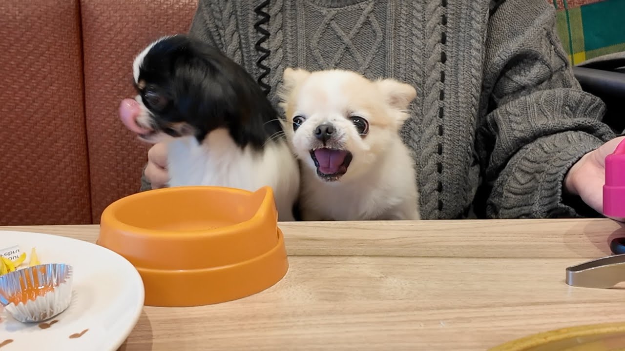 オフ会の打ち上げでもっと焼肉がほしいわんこが可愛すぎたw
