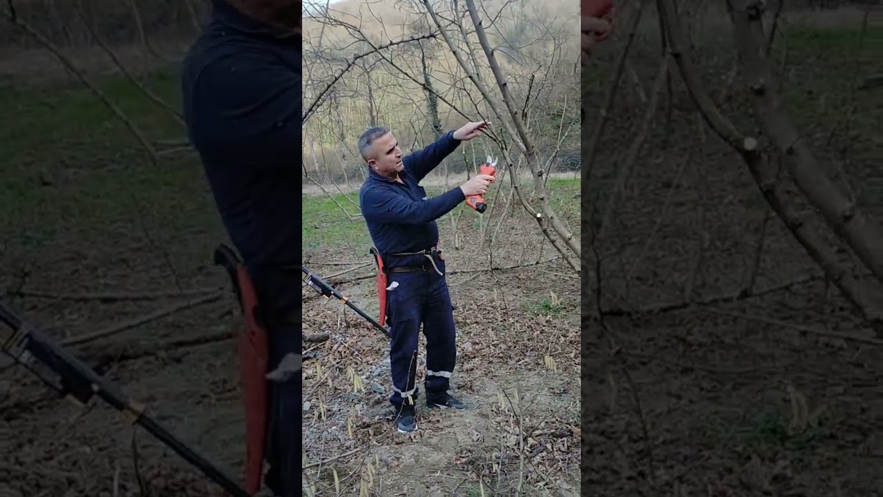 Şubat ayında tam budama beslenme zamannı kaliteli verim elde etmek Özarslan ziraatta