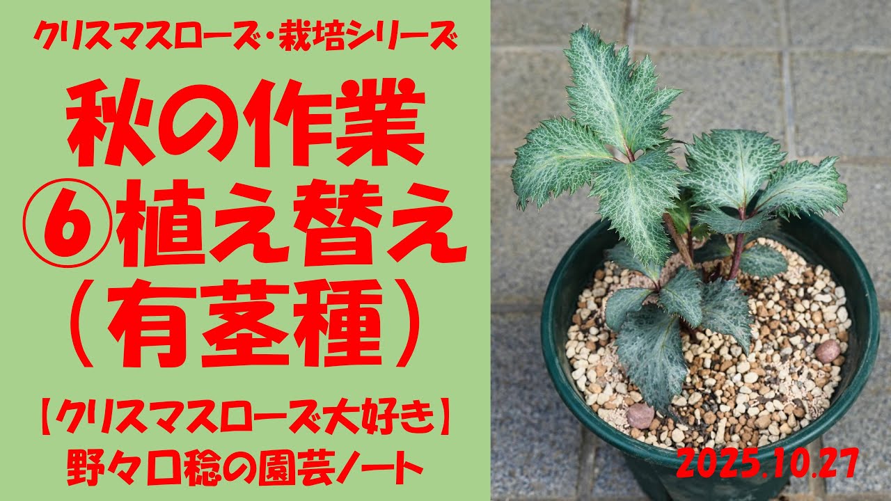 2025.10.27 秋の作業 ⑥植え替え（有茎種）