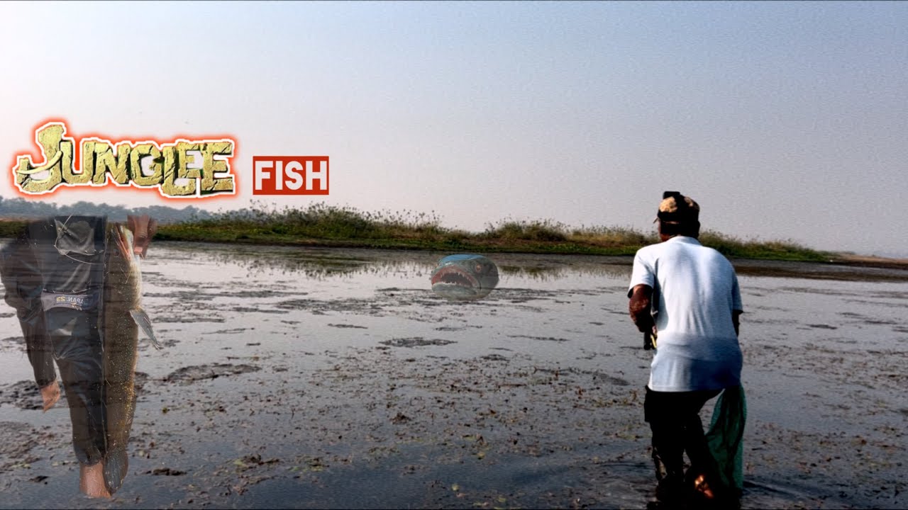 indian village fishing video | snakehead fish farming in india | river Fishing videos ￼