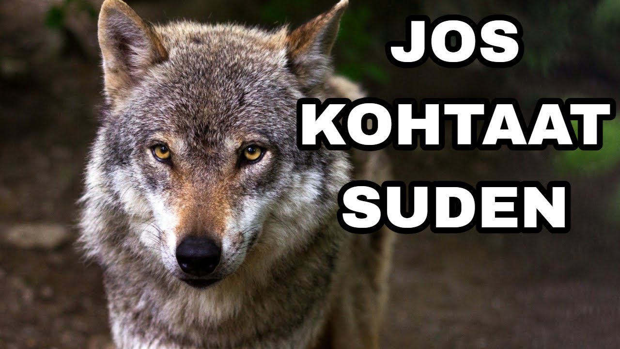 Mitä Tehdä Jos Kohtaat Suden