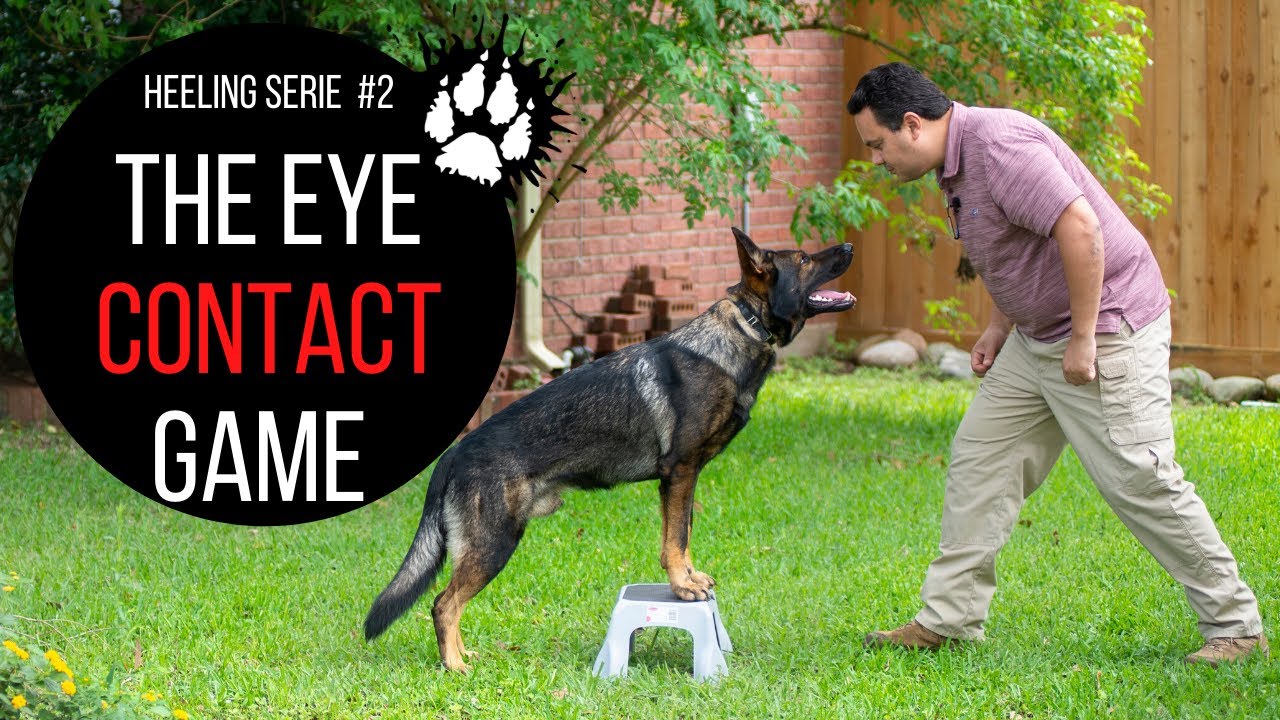 The eye contact game | Heeling training | Service dog training