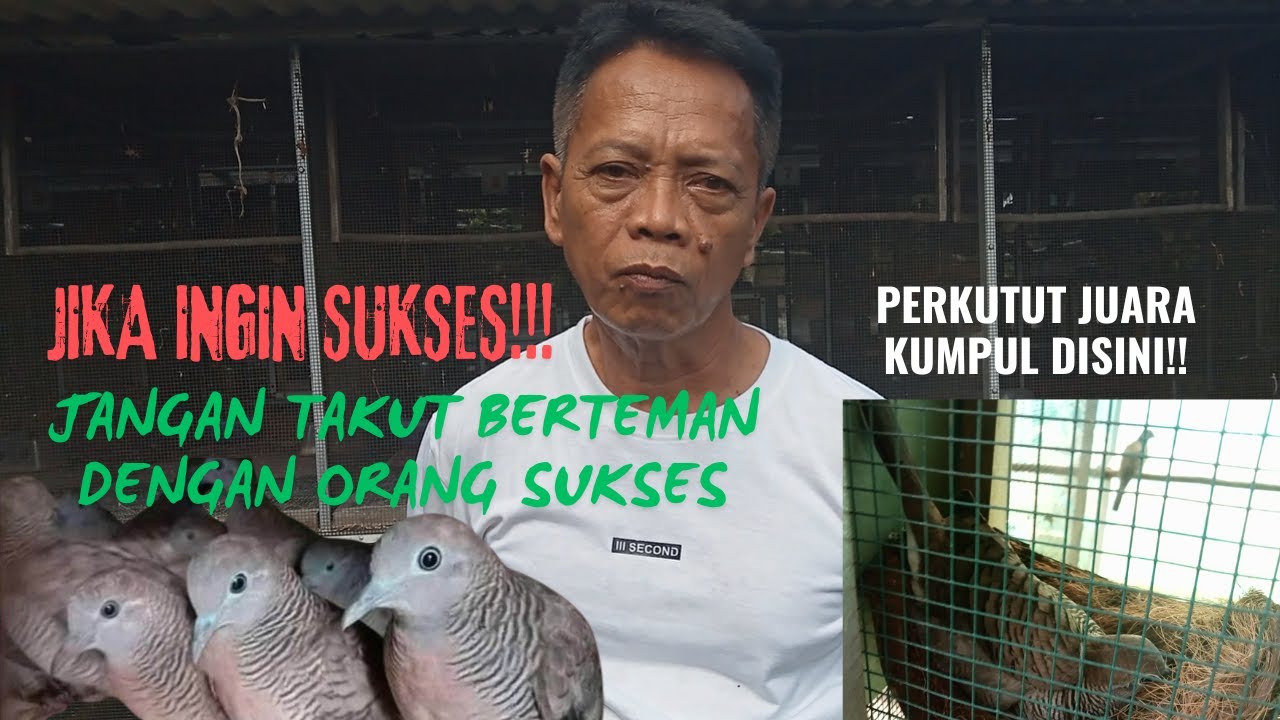 MANTAP - HASILKAN RATUSAN JUTA DARI BUDIDAYA PERKUTUT
