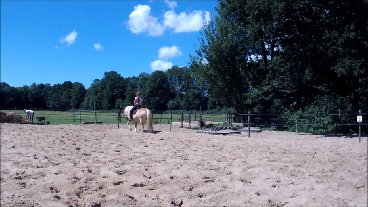 Handpaarden met Sultan & Bowen