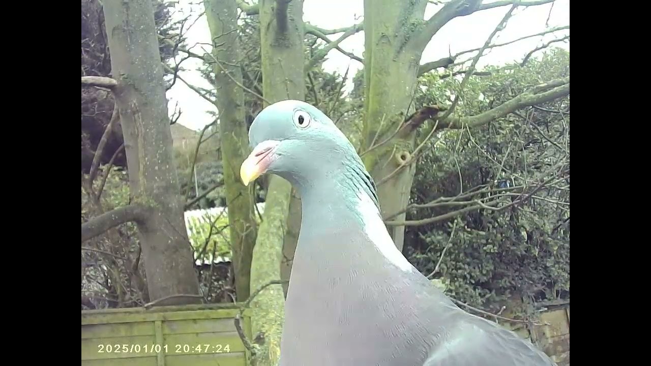 bird feeder camera clips over a couple of days at the bottom of my garden