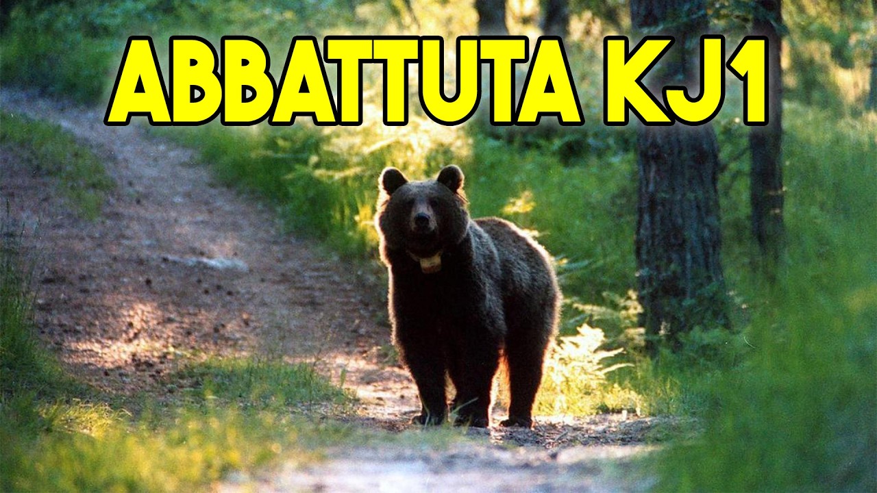 Ennesimo Orso ABBATTUTO in Trentino | Kj1 è MORTA