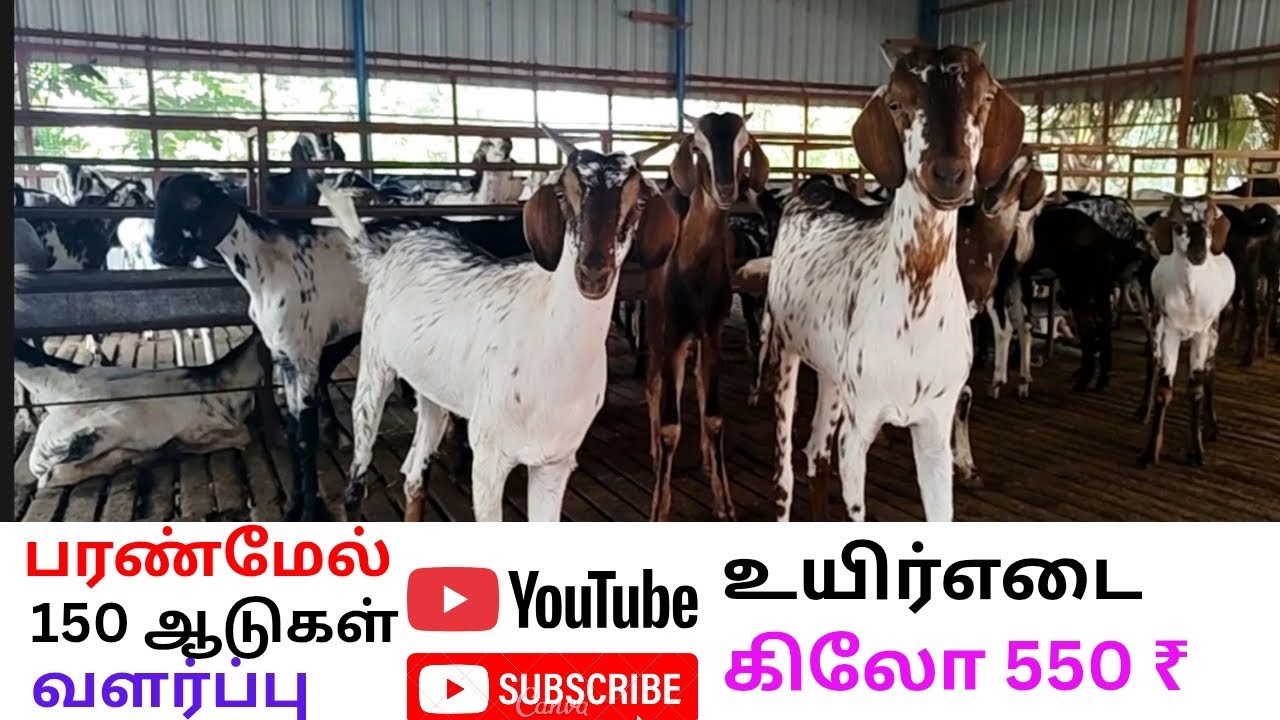 @ பரண்மேல் நாட்டு ஆடு வளர்ப்பு. உயிர் எடை கிலோ 550 ₹.