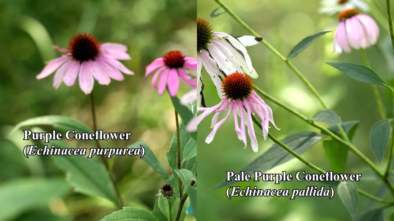 Pale Purple Cone Flower (Echinacea purpurea)