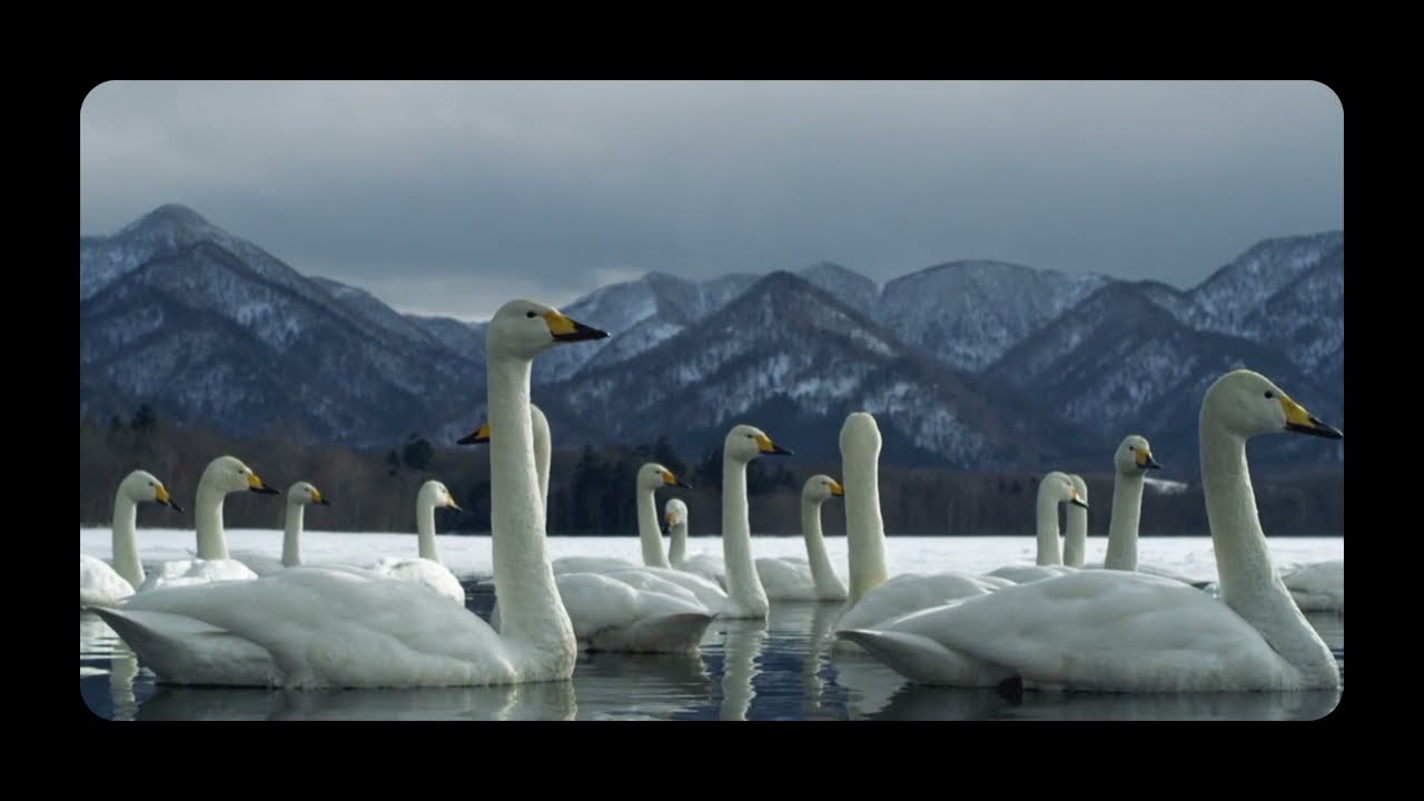 NOSSA. J - FLY AWAY - Feat M.A.J ALBON