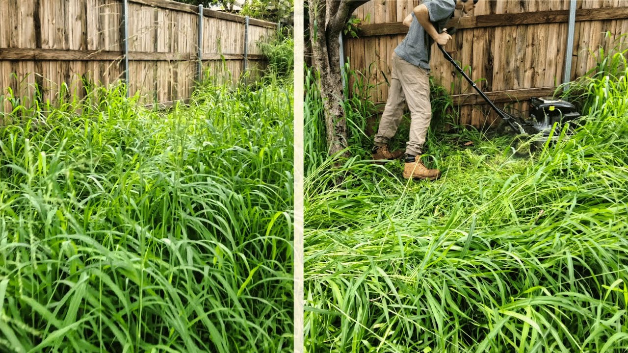Overgrown Lawn Mowing With Push Mower. CHEST Height Grass!