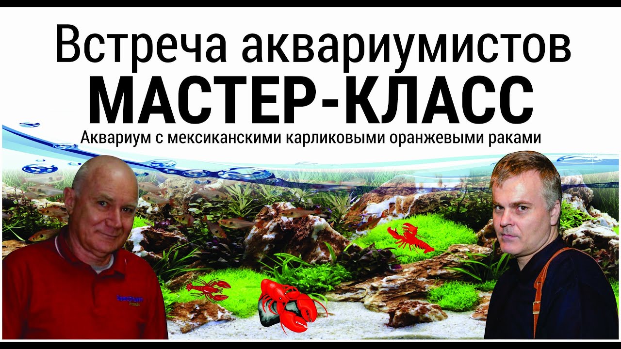 Мастер класс по запуску аквариума с мексиканскими карликовыми оранжевыми раками