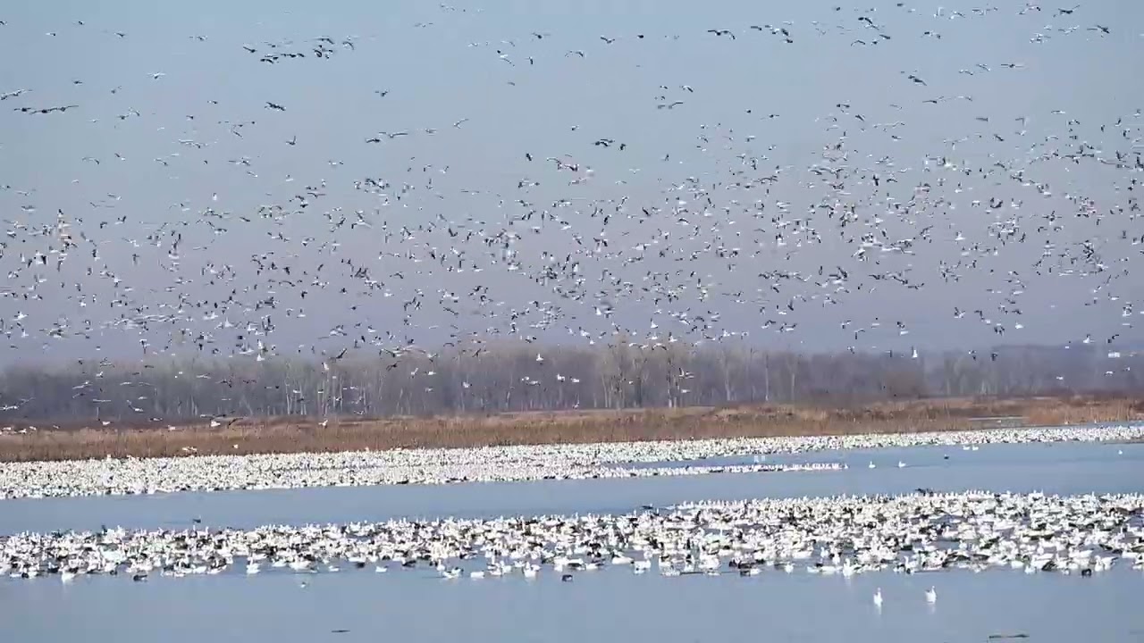 More Snow Geese arriving at Loess Bluffs National Wildlife Refuge 4842